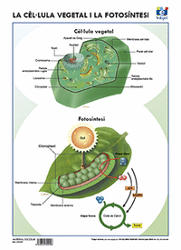 Lamina a3 eso cellula vegatal fotosintesi (42x29) ciencias