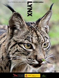 Lynx en la tierra del lince iberico