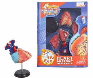 Puzzle didactico 4d corazon humano